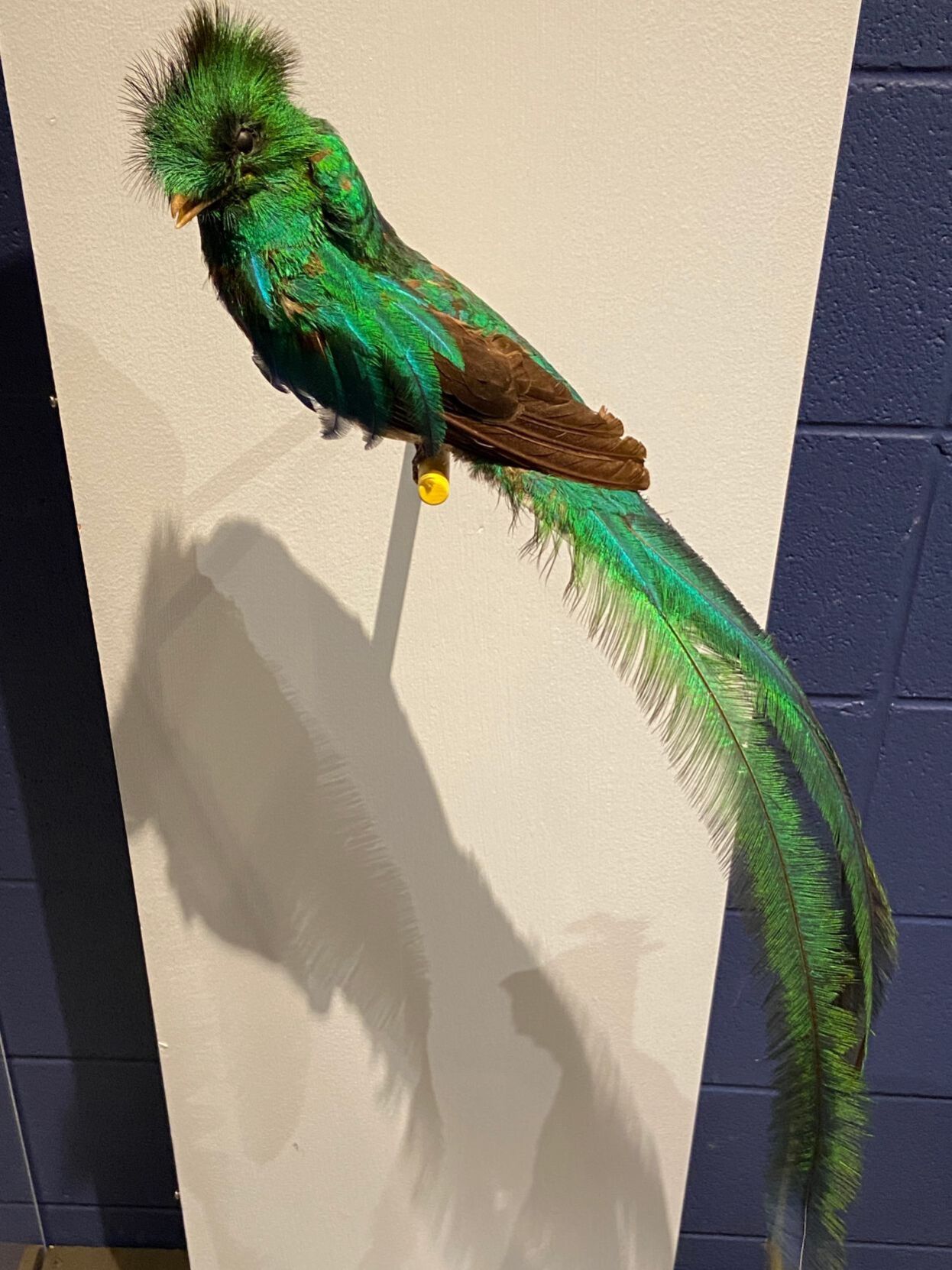 green bird